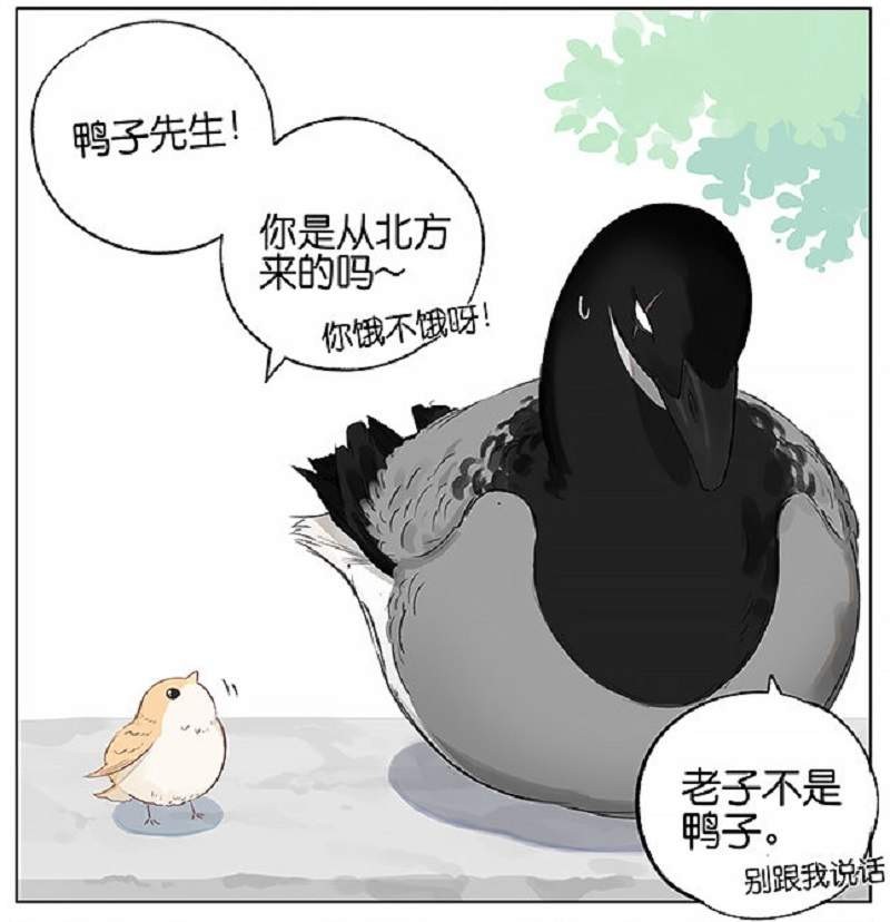 阿闷aman最新漫画《南方的鸟和北方的鸟》 黑雁被当鸭子“霸道总裁”十足