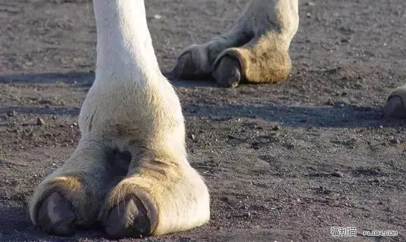 整理我见过最肥美的骆驼趾