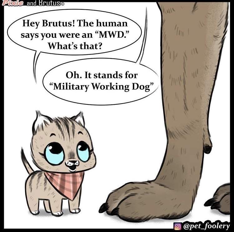 动物漫画《退役军犬与小猫咪》最新故事 布鲁托为猫咪操碎了心