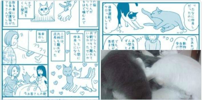 一度认为没有悲伤情绪的猫咪 失去同伴后表现的让人更心疼