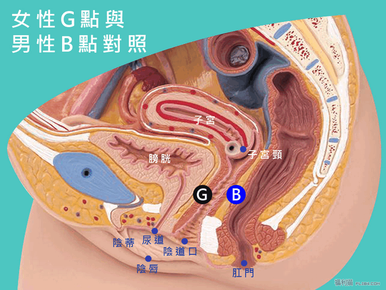 猫友一定要懂！图解女性G点与其他的高潮点！