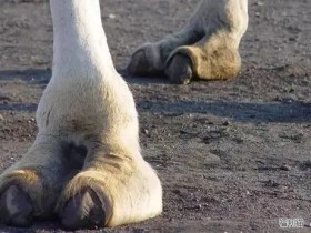 【6upoker】整理我见过最肥美的骆驼趾