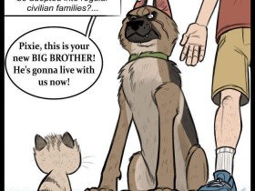 【6upoker】最新动物漫画《小精灵与布鲁托》 退役德国牧羊犬与小猫暖心故事