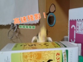 【6upoker】狂!小玄鳳變搖~~滾~~鸚鵡,經典神曲無違和ROCK!